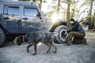 km3 jeep dog