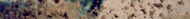 capture
